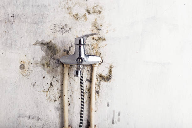 Best Emergency Mold Removal  in Mion, AR