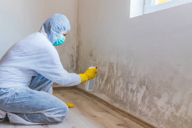 Best Attic Mold Removal  in Mion, AR