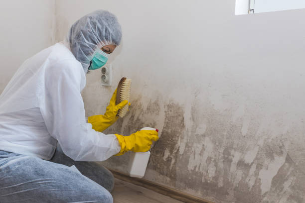 Best Toxic Mold Removal  in Mion, AR