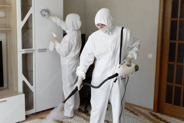 Best Local Mold Removal Service  in Mion, AR