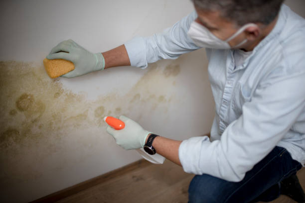 Best Mold Remediation Services  in Mion, AR