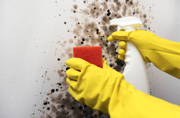 Mold Removal Process in Marion, AR