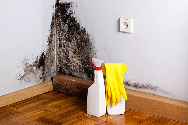 Certified Mold Removal in Marion, AR
