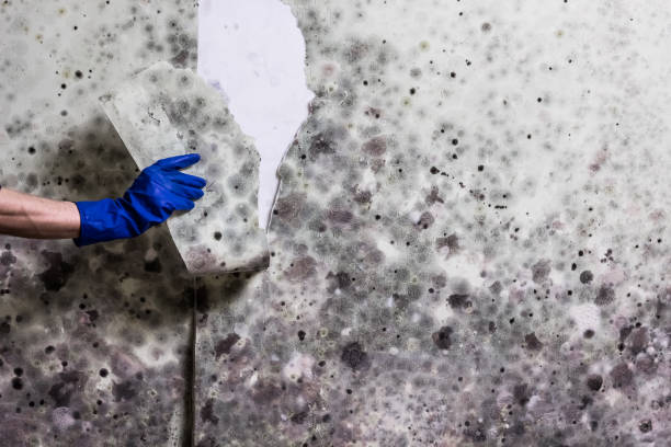 Best Mold Testing  in Mion, AR
