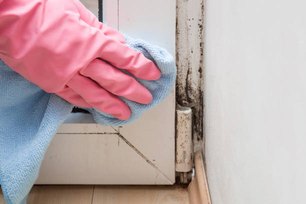 Best Professional Mold Removal  in Mion, AR