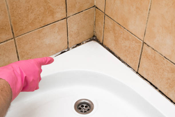 Best Affordable Mold Removal  in Mion, AR