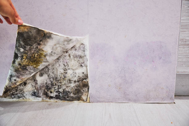 Best Mold Removal Process  in Mion, AR